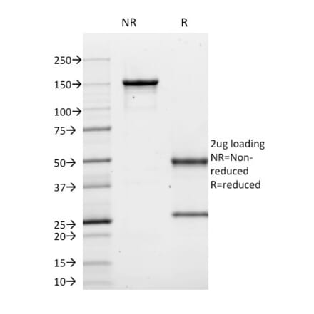 SDS-PAGE - Anti-CD10 Antibody [MME/1620] - BSA and Azide free (A252534) - Antibodies.com