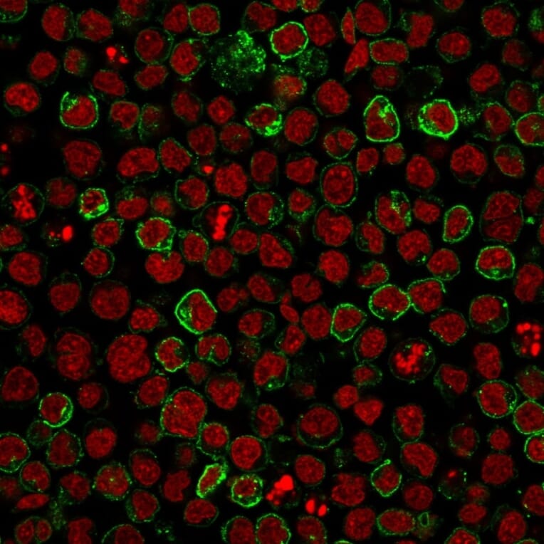 Immunofluorescence - Anti-CD10 Antibody [MME/1620] - BSA and Azide free (A252534) - Antibodies.com