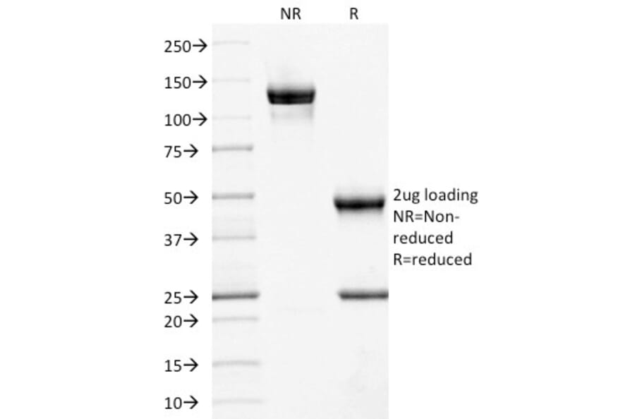 SDS-PAGE - Anti-CD10 Antibody [MME/1892] - BSA and Azide free (A252535) - Antibodies.com