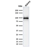 Western Blot - Anti-CD10 Antibody [MME/1892] - BSA and Azide free (A252535) - Antibodies.com