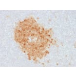 Immunohistochemistry - Anti-CD10 Antibody [MME/1893] - BSA and Azide free (A252536) - Antibodies.com