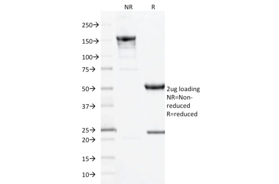 SDS-PAGE - Anti-CD10 Antibody [MME/1893] - BSA and Azide free (A252536) - Antibodies.com