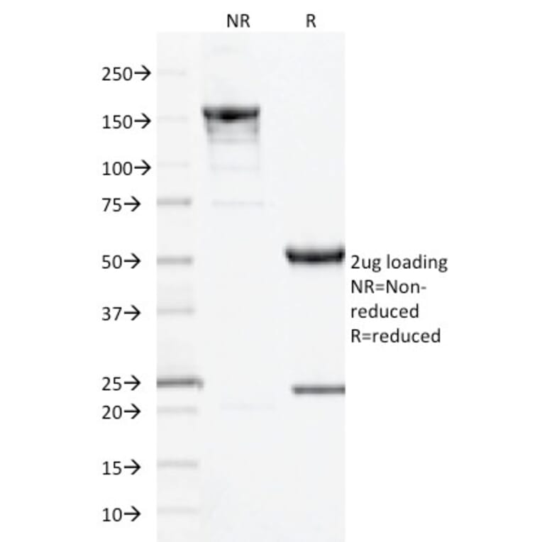 SDS-PAGE - Anti-CD10 Antibody [MME/1893] - BSA and Azide free (A252536) - Antibodies.com