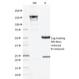 SDS-PAGE - Anti-CD10 Antibody [MME/1893] - BSA and Azide free (A252536) - Antibodies.com