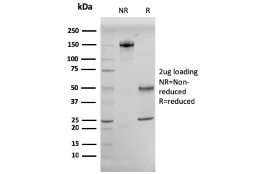 SDS-PAGE - Anti-CD10 Antibody [MME/2579] - BSA and Azide free (A252537) - Antibodies.com
