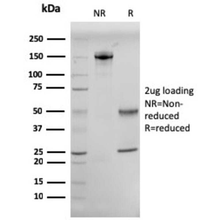 SDS-PAGE - Anti-CD10 Antibody [MME/2579] - BSA and Azide free (A252537) - Antibodies.com