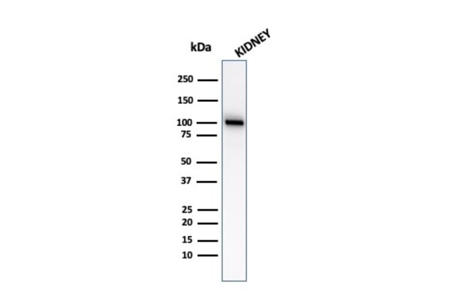Western Blot - Anti-CD10 Antibody [MME/2579] - BSA and Azide free (A252537) - Antibodies.com