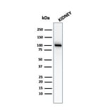 Western Blot - Anti-CD10 Antibody [MME/2579] - BSA and Azide free (A252537) - Antibodies.com