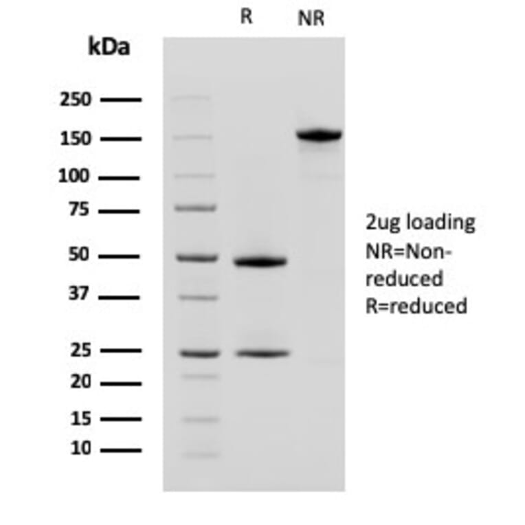 SDS-PAGE - Anti-CD10 Antibody [MME/2580] - BSA and Azide free (A252538) - Antibodies.com
