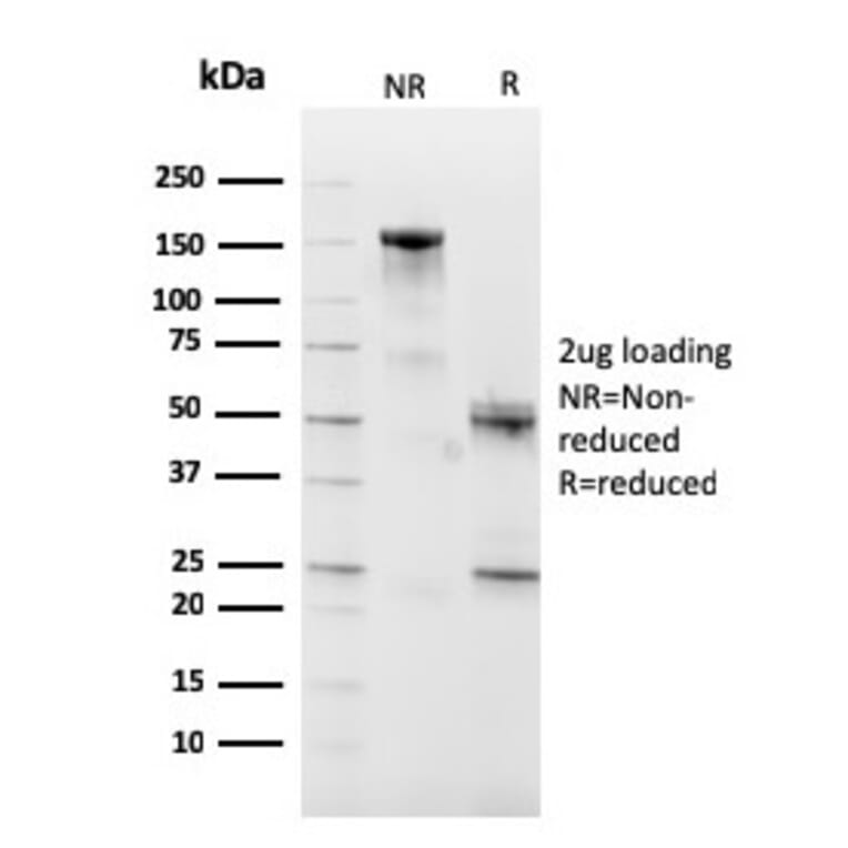 SDS-PAGE - Anti-CD10 Antibody [MME/2590] - BSA and Azide free (A252539) - Antibodies.com