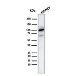 Western Blot - Anti-CD10 Antibody [MME/2590] - BSA and Azide free (A252539) - Antibodies.com