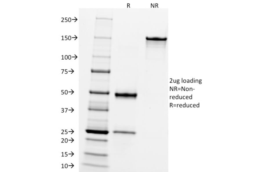 SDS-PAGE - Anti-CD10 Antibody [FR4D11] - BSA and Azide free (A252541) - Antibodies.com