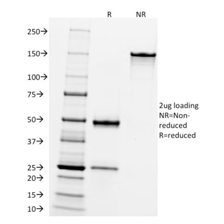 SDS-PAGE - Anti-CD10 Antibody [FR4D11] - BSA and Azide free (A252541) - Antibodies.com