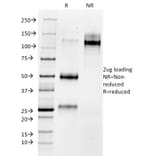 SDS-PAGE - Anti-MMP3 Antibody [1B4] - BSA and Azide free (A252546) - Antibodies.com