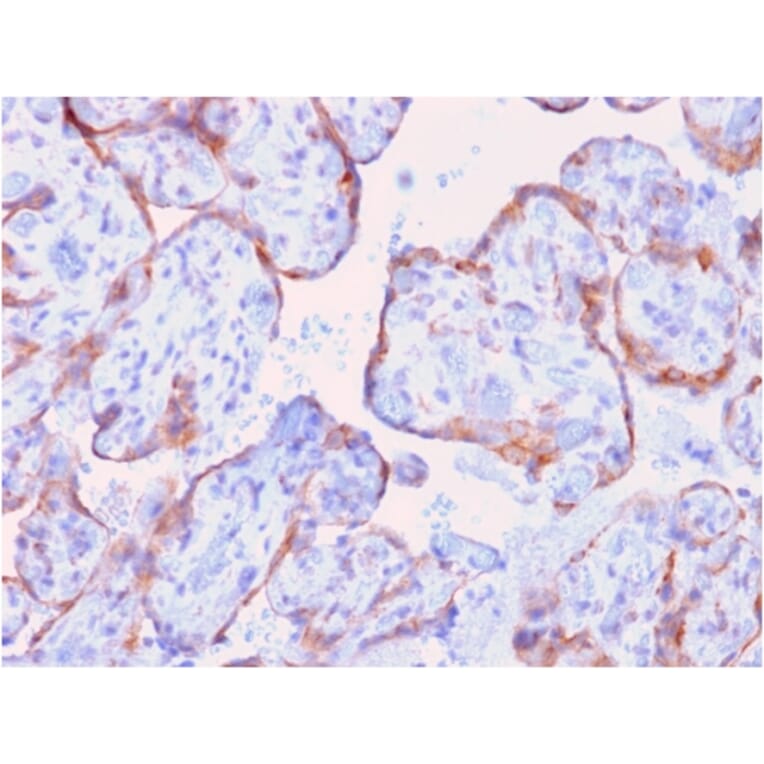 Immunohistochemistry - Anti-MMP3 Antibody [rMMP3/1730] - BSA and Azide free (A252548) - Antibodies.com