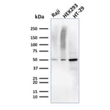 Western Blot - Anti-MMP3 Antibody [MMP3/2655] - BSA and Azide free (A252550) - Antibodies.com