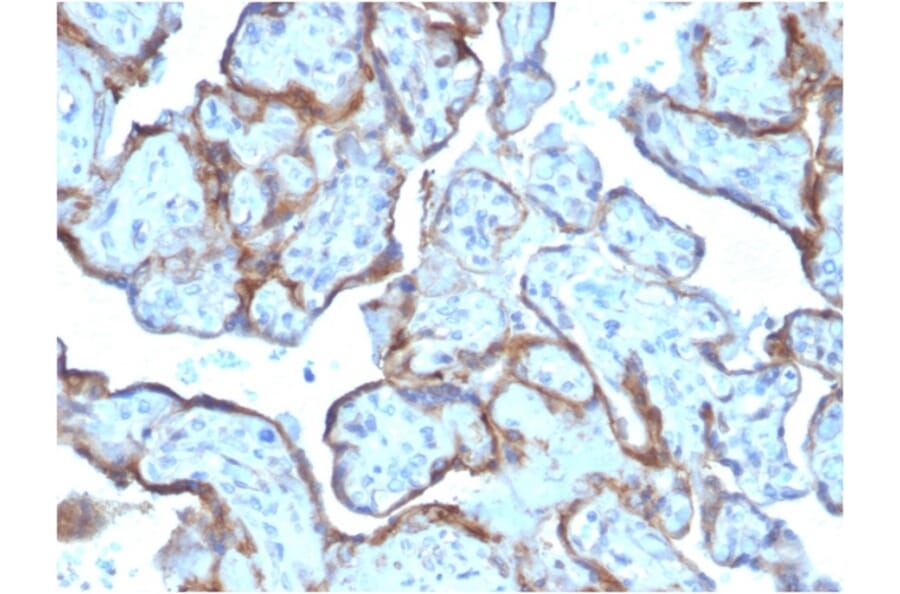 Immunohistochemistry - Anti-MMP3 Antibody [MMP3/2806] - BSA and Azide free (A252551) - Antibodies.com
