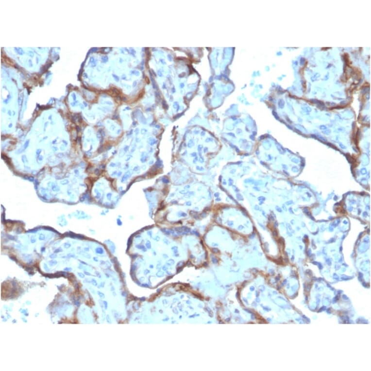 Immunohistochemistry - Anti-MMP3 Antibody [MMP3/2806] - BSA and Azide free (A252551) - Antibodies.com