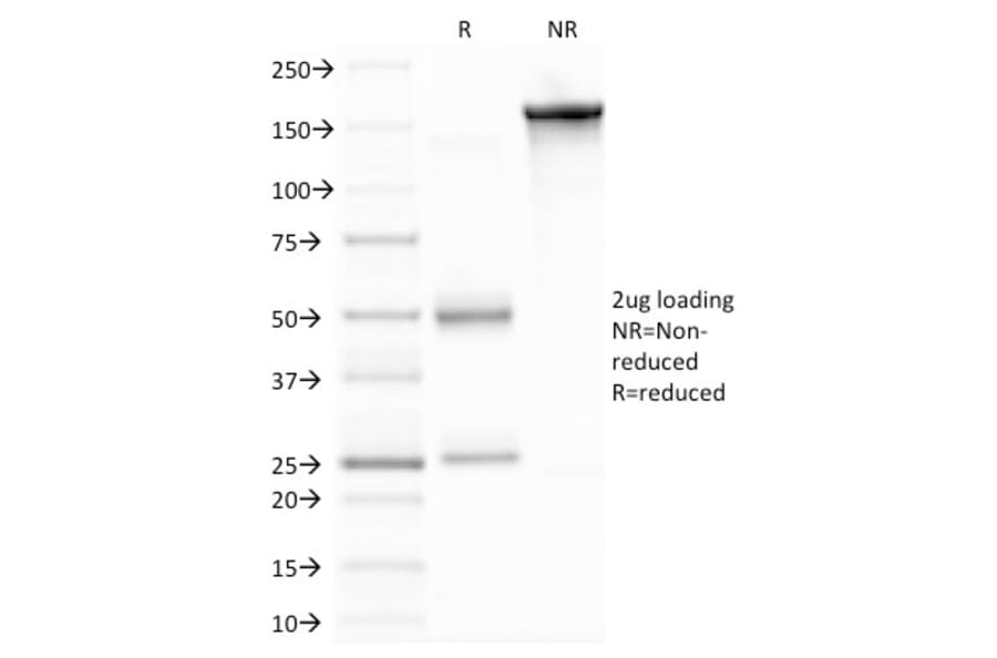 SDS-PAGE - Anti-MMP9 Antibody [2C3] - BSA and Azide free (A252553) - Antibodies.com
