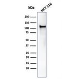 Western Blot - Anti-MSH2 Antibody [rMSH2/6548] - BSA and Azide free (A252560) - Antibodies.com