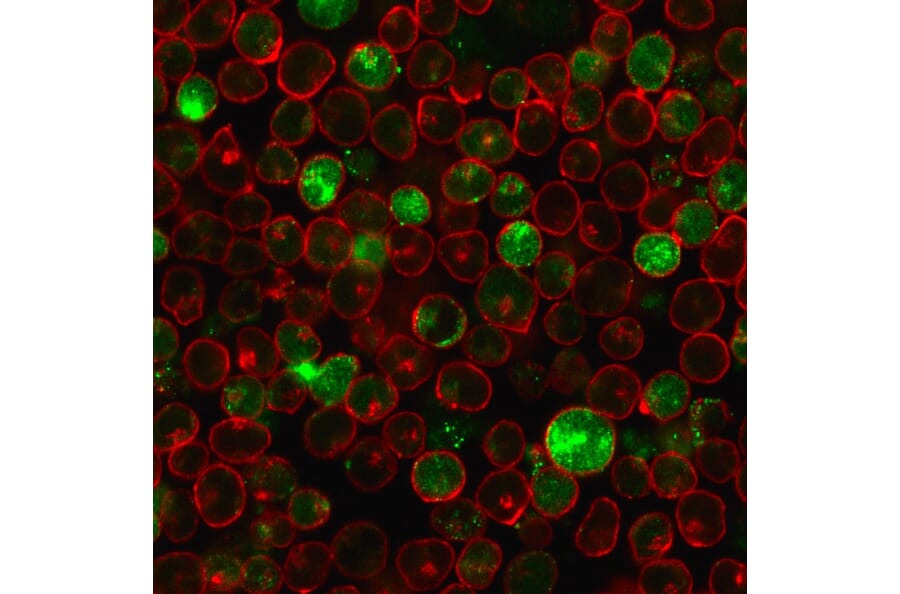 Immunofluorescence - Anti-MSH2 Antibody [MSH2/2622] - BSA and Azide free (A252561) - Antibodies.com