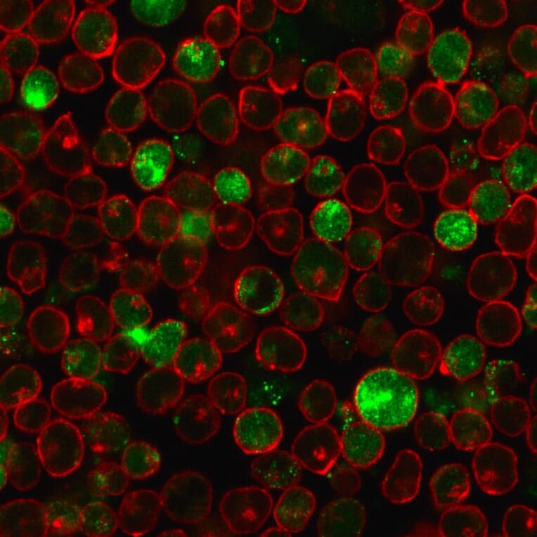 Immunofluorescence - Anti-MSH2 Antibody [MSH2/2622] - BSA and Azide free (A252561) - Antibodies.com