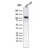 Western Blot - Anti-MSH2 Antibody [MSH2/6549R] - BSA and Azide free (A252562) - Antibodies.com
