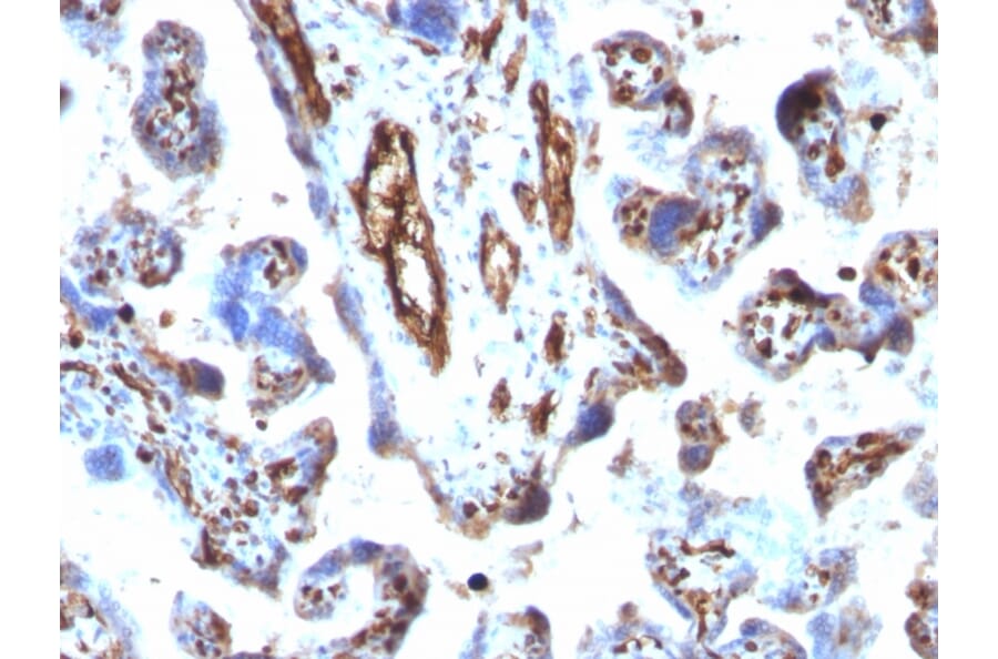 Immunohistochemistry - Anti-Moesin Antibody [MSN/491] - BSA and Azide free (A252563) - Antibodies.com