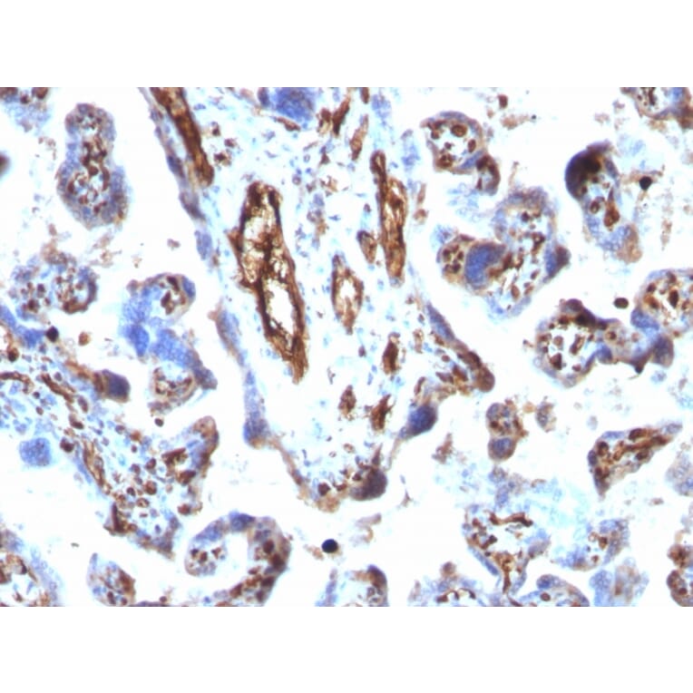 Immunohistochemistry - Anti-Moesin Antibody [MSN/491] - BSA and Azide free (A252563) - Antibodies.com