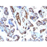 Immunohistochemistry - Anti-Moesin Antibody [MSN/491] - BSA and Azide free (A252563) - Antibodies.com