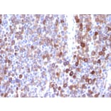 Immunohistochemistry - Anti-Moesin Antibody [MSN/491] - BSA and Azide free (A252563) - Antibodies.com