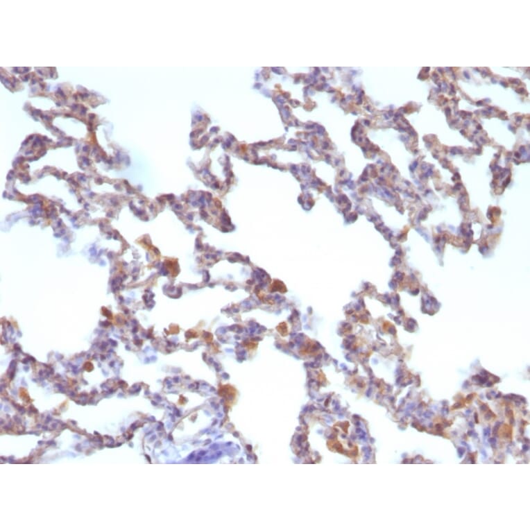 Immunohistochemistry - Anti-Moesin Antibody [MSN/491] - BSA and Azide free (A252563) - Antibodies.com