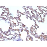Immunohistochemistry - Anti-Moesin Antibody [MSN/491] - BSA and Azide free (A252563) - Antibodies.com