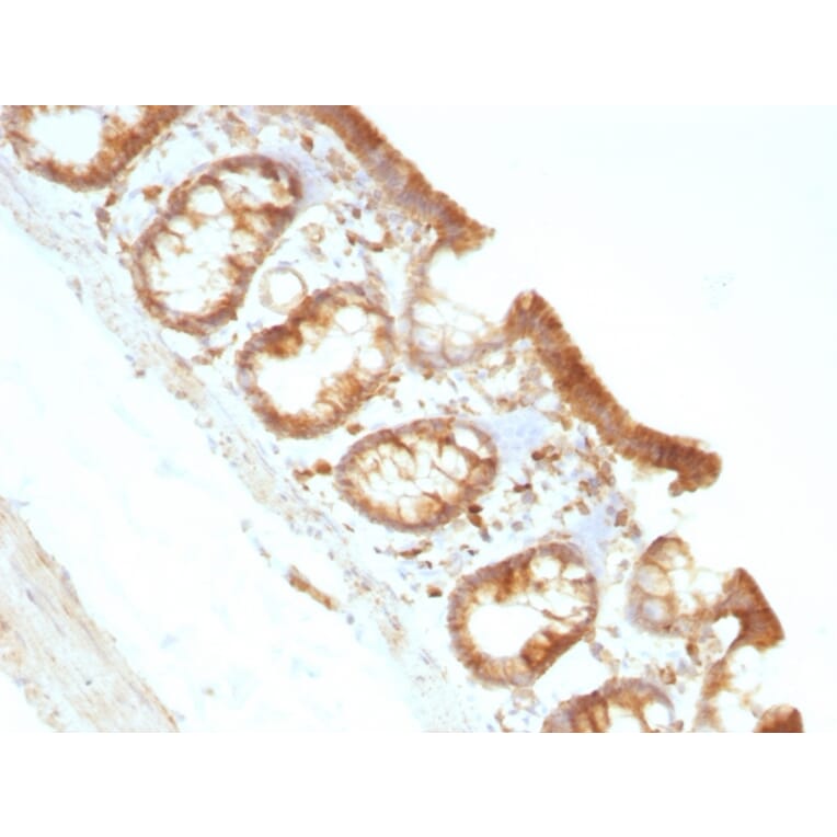 Immunohistochemistry - Anti-Moesin Antibody [MSN/491] - BSA and Azide free (A252563) - Antibodies.com