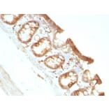 Immunohistochemistry - Anti-Moesin Antibody [MSN/491] - BSA and Azide free (A252563) - Antibodies.com