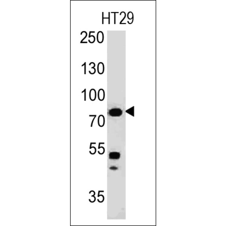 Western Blot - Anti-Moesin Antibody [MSN/491] - BSA and Azide free (A252563) - Antibodies.com
