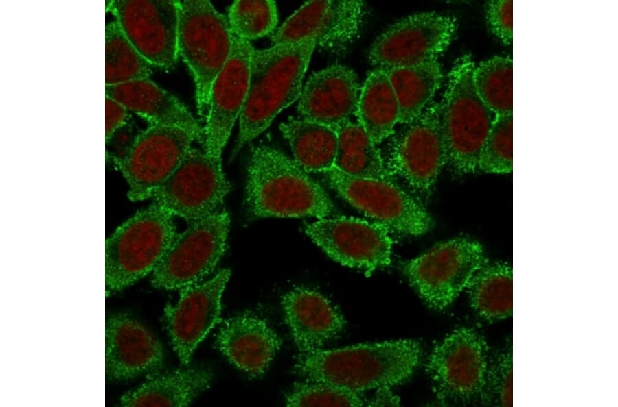 Immunofluorescence - Anti-Moesin Antibody [MSN/491] - BSA and Azide free (A252563) - Antibodies.com