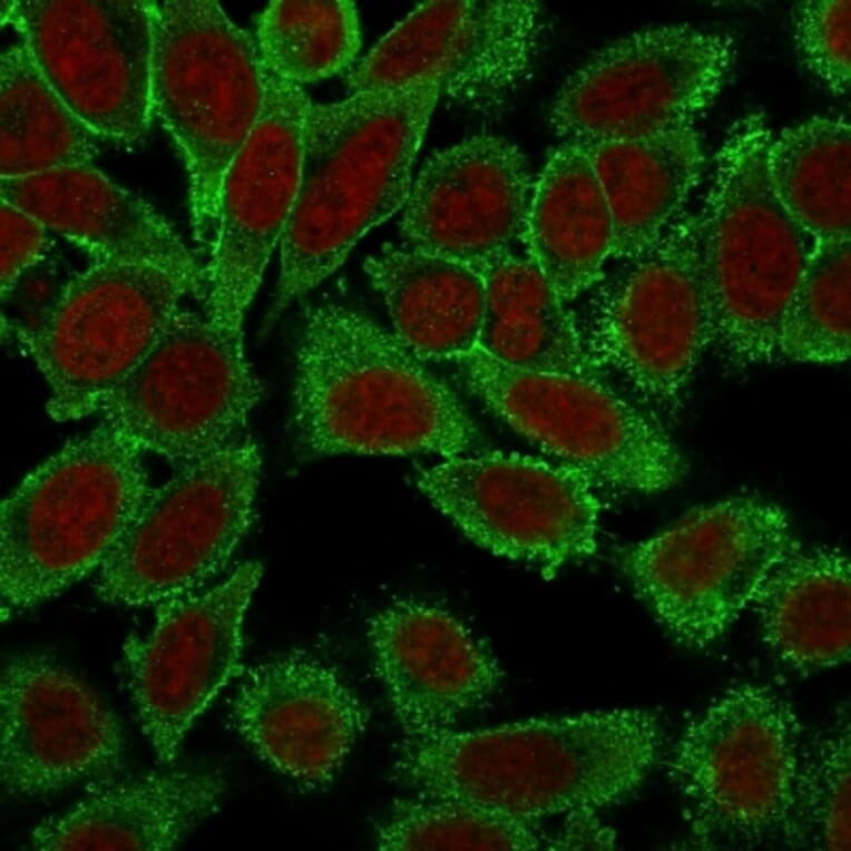 Immunofluorescence - Anti-Moesin Antibody [MSN/491] - BSA and Azide free (A252563) - Antibodies.com