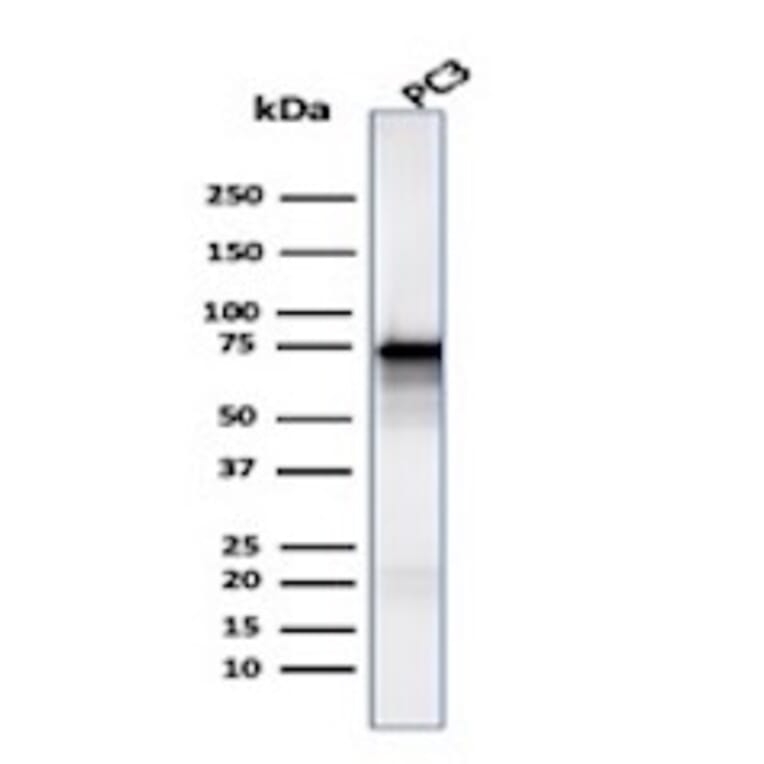 Western Blot - Anti-Moesin Antibody [MSN/491] - BSA and Azide free (A252563) - Antibodies.com