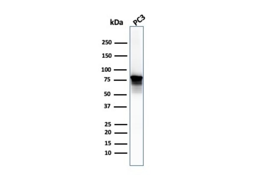 Western Blot - Anti-Moesin Antibody [SPM562] - BSA and Azide free (A252564) - Antibodies.com