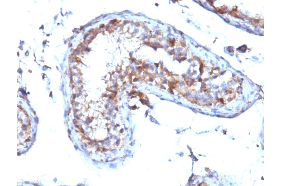 Immunohistochemistry - Anti-Moesin Antibody [MSN/492] - BSA and Azide free (A252565) - Antibodies.com