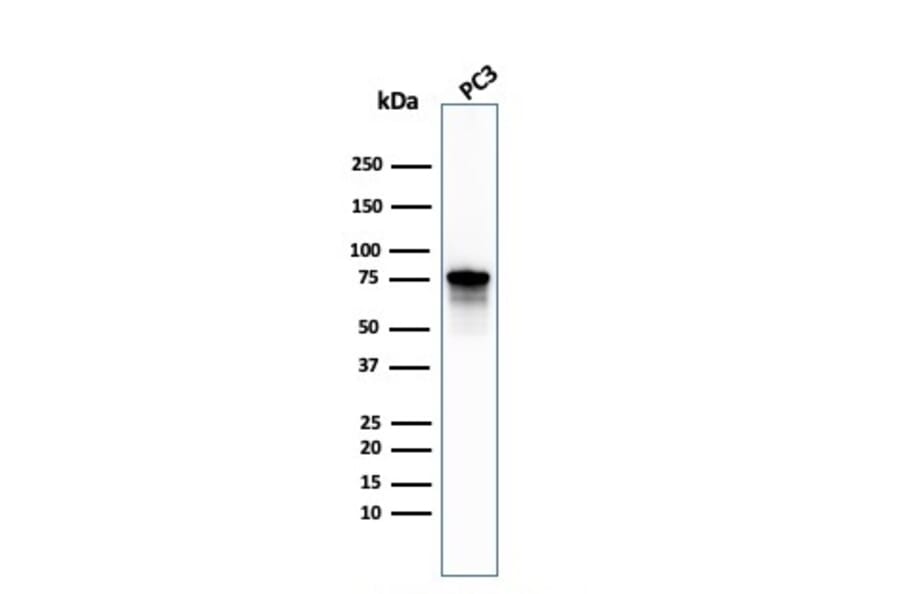Western Blot - Anti-Moesin Antibody [MSN/492] - BSA and Azide free (A252565) - Antibodies.com