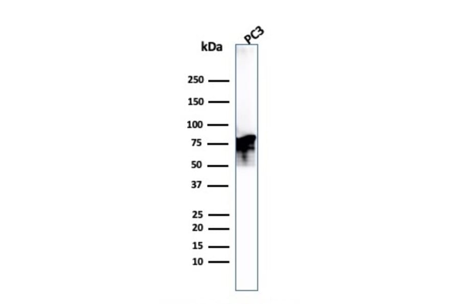 Western Blot - Anti-Moesin Antibody [MSN/493] - BSA and Azide free (A252566) - Antibodies.com