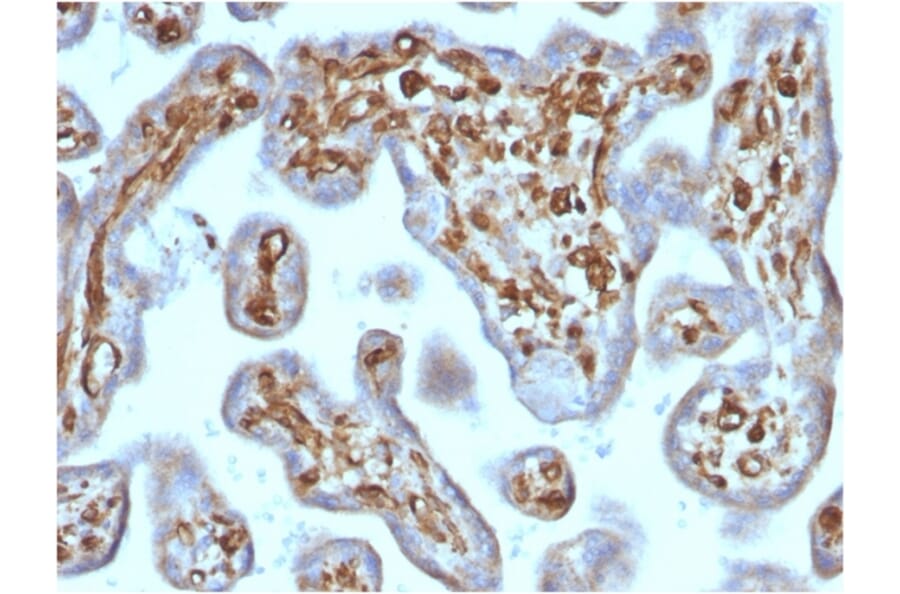 Immunohistochemistry - Anti-Moesin Antibody [rMSN/492] - BSA and Azide free (A252567) - Antibodies.com