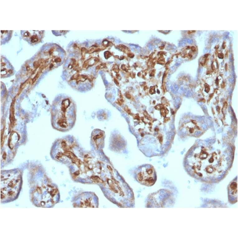 Immunohistochemistry - Anti-Moesin Antibody [rMSN/492] - BSA and Azide free (A252567) - Antibodies.com