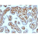 Immunohistochemistry - Anti-Moesin Antibody [rMSN/492] - BSA and Azide free (A252567) - Antibodies.com