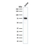 Western Blot - Anti-Moesin Antibody [rMSN/492] - BSA and Azide free (A252567) - Antibodies.com