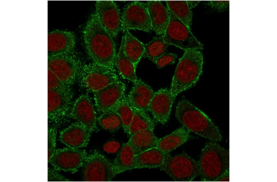 Immunofluorescence - Anti-Moesin Antibody [rMSN/492] - BSA and Azide free (A252566) - Antibodies.com