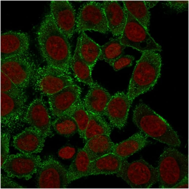 Immunofluorescence - Anti-Moesin Antibody [rMSN/492] - BSA and Azide free (A252566) - Antibodies.com