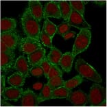 Immunofluorescence - Anti-Moesin Antibody [rMSN/492] - BSA and Azide free (A252566) - Antibodies.com